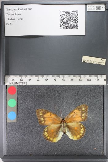 Media type: image;   Entomology 125448